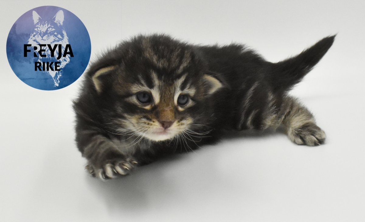 Naissance des chatons de Kára & Hurricane 