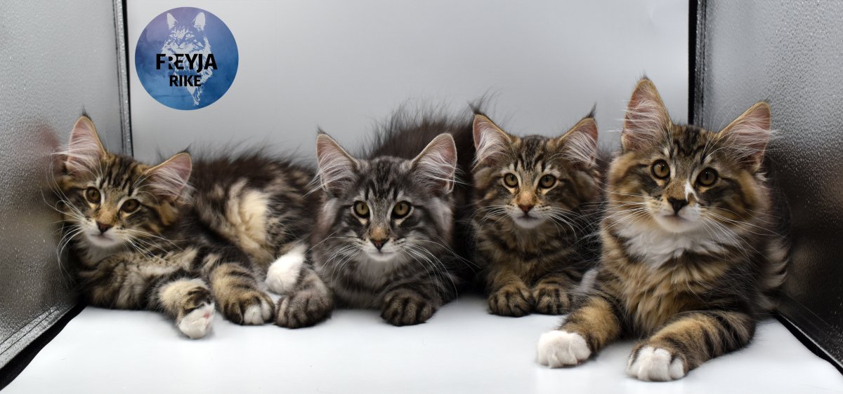 Martel, Maks Magni, Mina et  Merlin