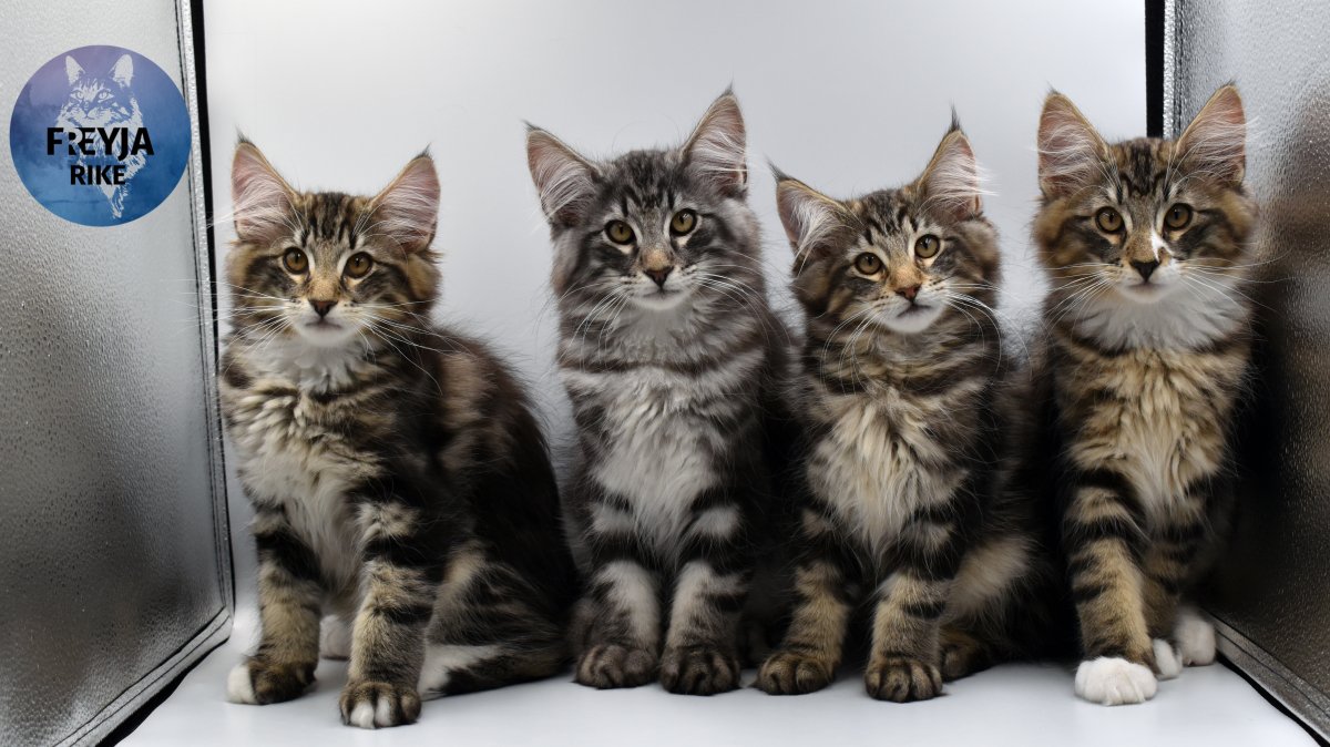 Martel, Maks Magni, Mina et  Merlin